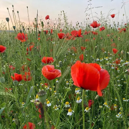 Prázdninový dům Klatschmohn Mit Sauna & Garten *